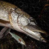 Westin Jerkbite SR Jerkbaits 7.5cm/5g
